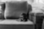 Dachshund_edited