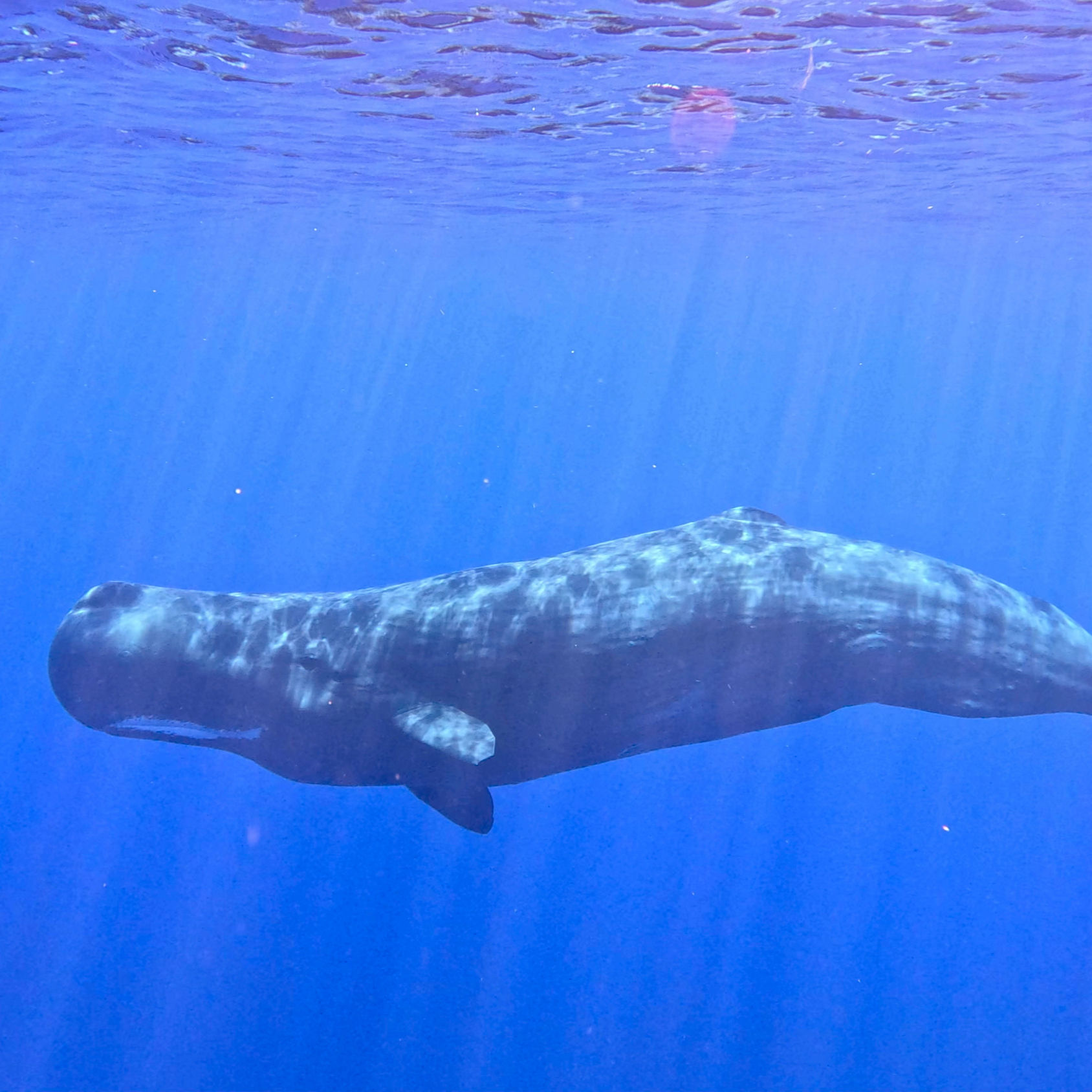 Sperm Whale Essence