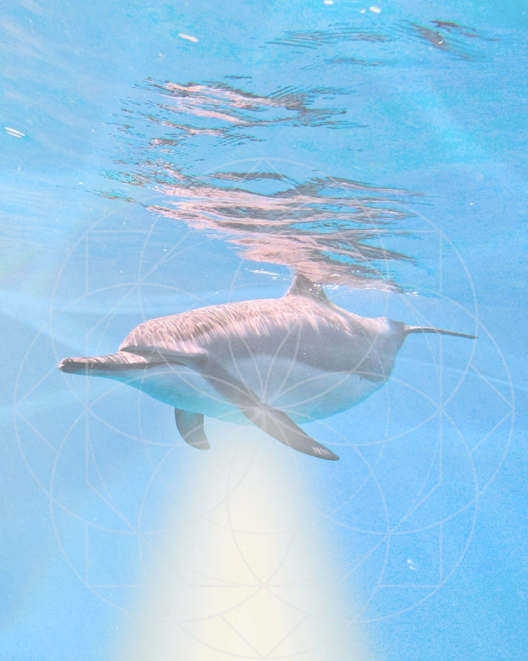 Dolphin Grief Clearing Meditation