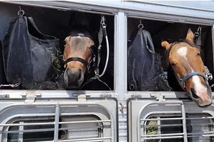 Opera Snapshot_2024-08-22_130603_brandedaequine.com.png