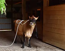 Apex-Livestock-(2022)-WW-Cow-(03)+(1).webp