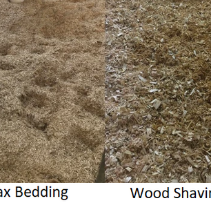 Flax 2.png