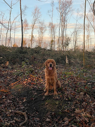 Barrie a puppy sold on 31/12/24