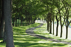 tree-lined-drive-6Y8XJ5M.jpeg
