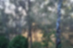 Forest evets - God’sGiftEvents.jpg