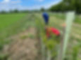 Quaker Wood volunteering