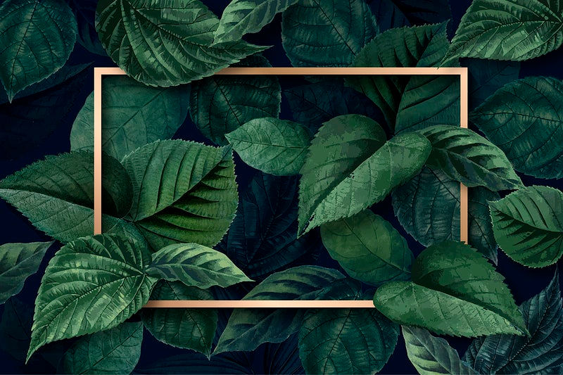 pd19-minty-02-leaf_1.jpg