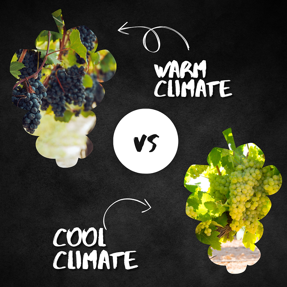 Warm Climate vs Cool Climate Wines