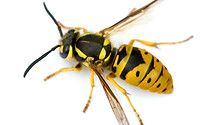 shutterstock yellowjacket.jpg