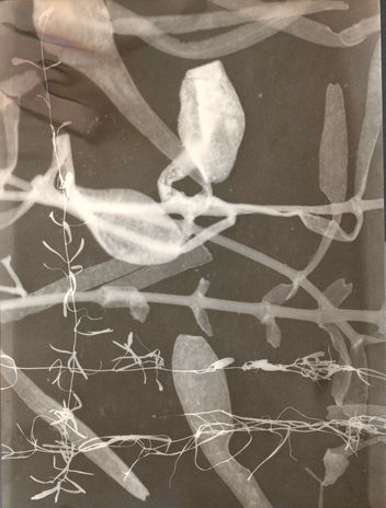 Algen_in Albgras-4.jpg