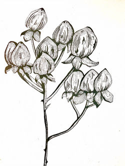 Buds, 2019