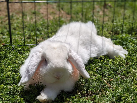 Why Holland Lops Make the Best Pets