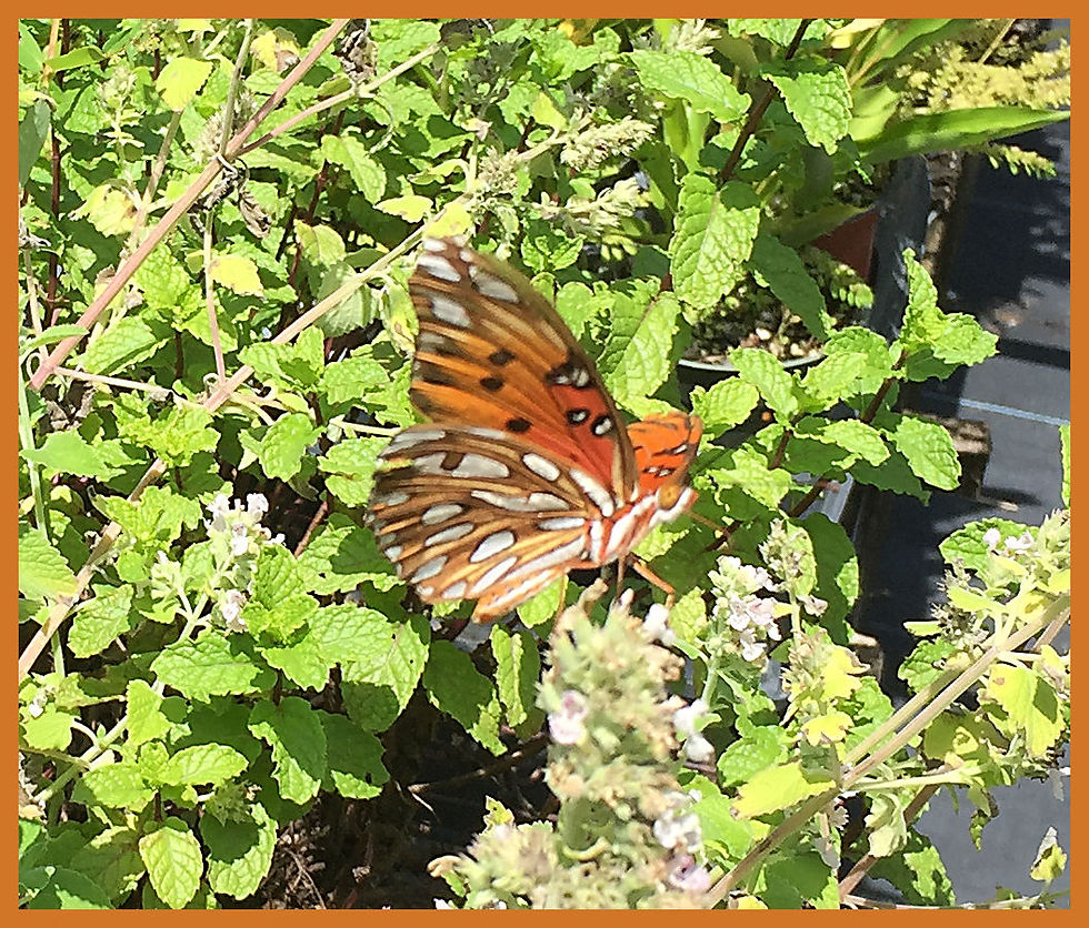 Butterfly