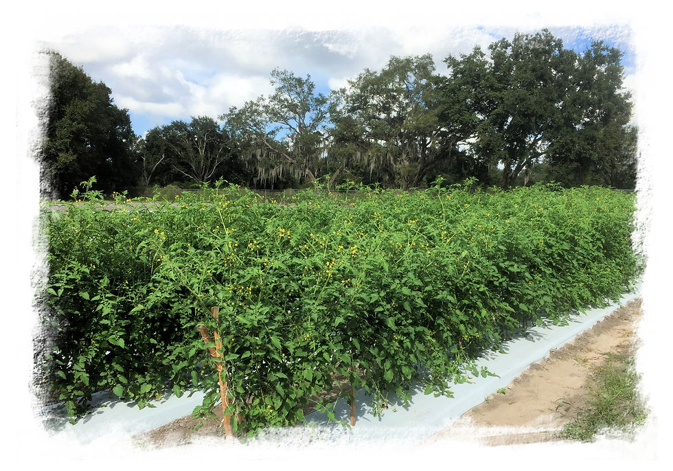 Tomato plants