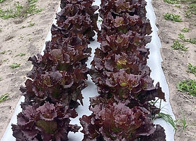 Cherokee red lettuce