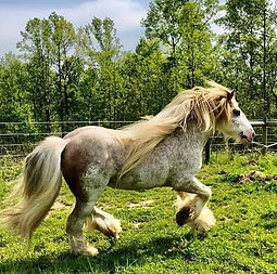 San Cler Nazareth of Bellissima Farms