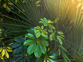How to Prepare Your Garden for Dubai Summer (Without Killing Your Plants)