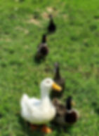 130142.jpeg