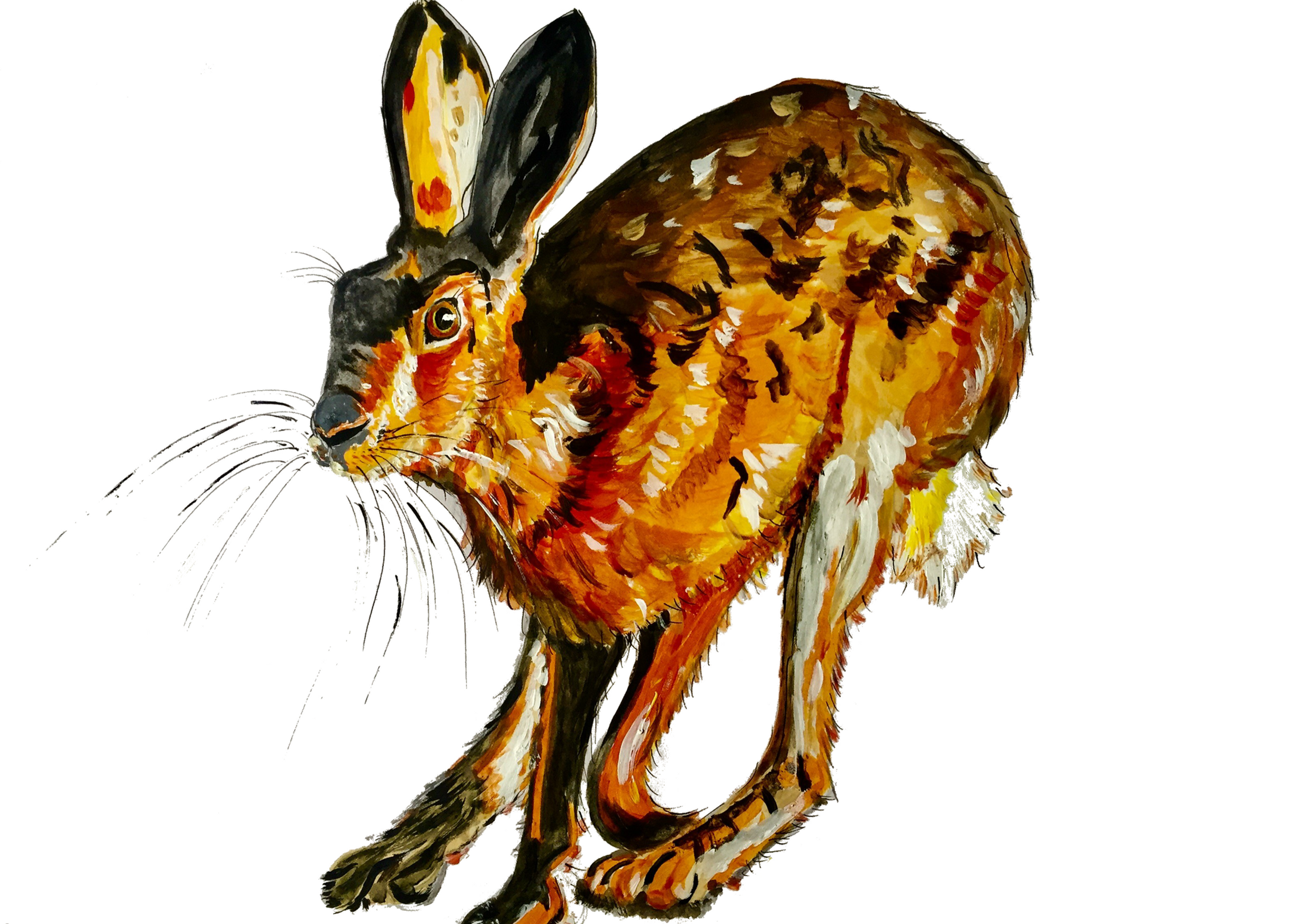 Hare Running In Sunrise