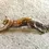 Thumbnail: Squirrel Brooch in Pewter