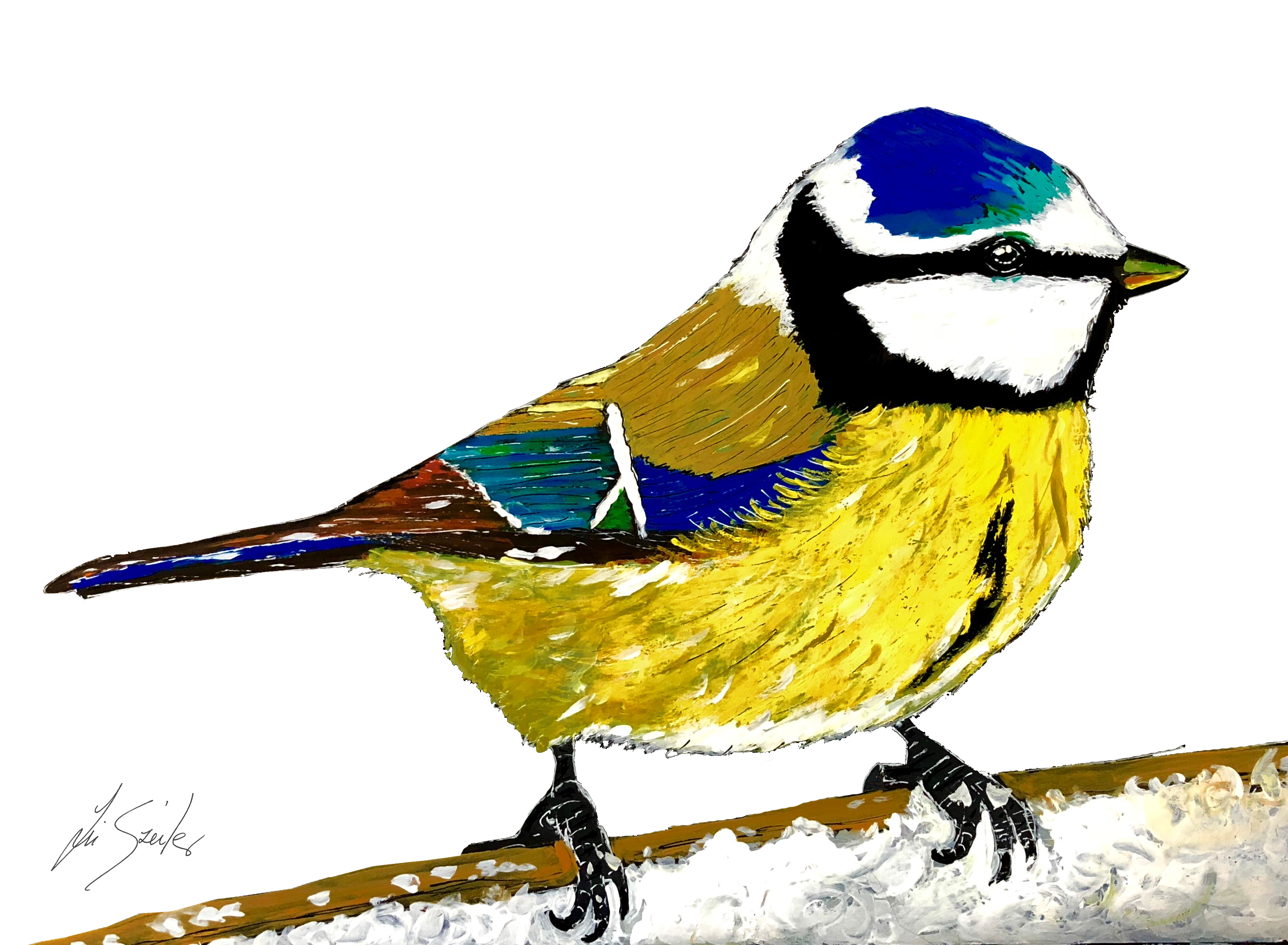 Blue Tit