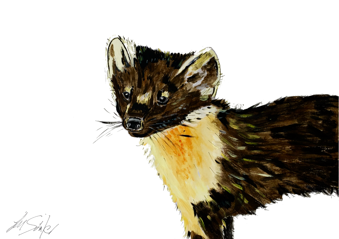 Pine Martin