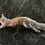 Thumbnail: Squirrel Brooch in Pewter
