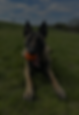 Malinois_Dog.png