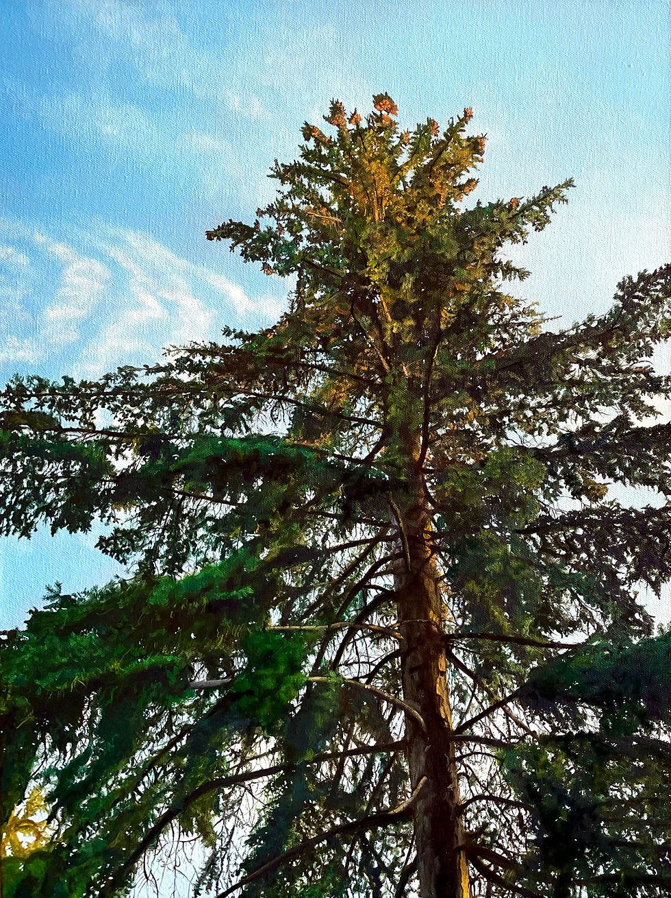 September Pine Print