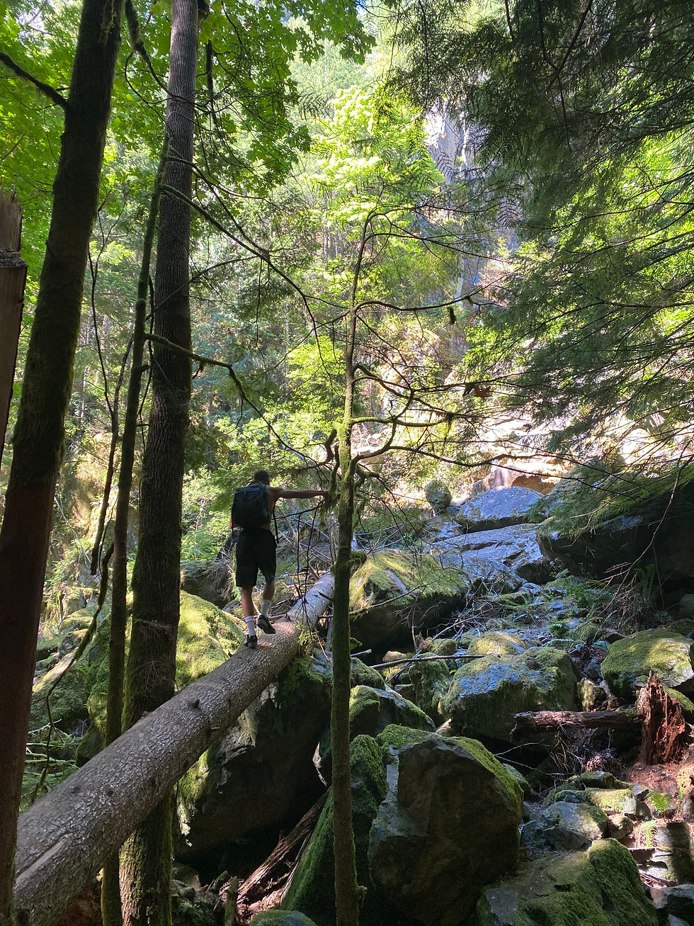 Lush green trees in a serene forest setting, providing a peaceful environment for hiking therapy and reconnecting with nature