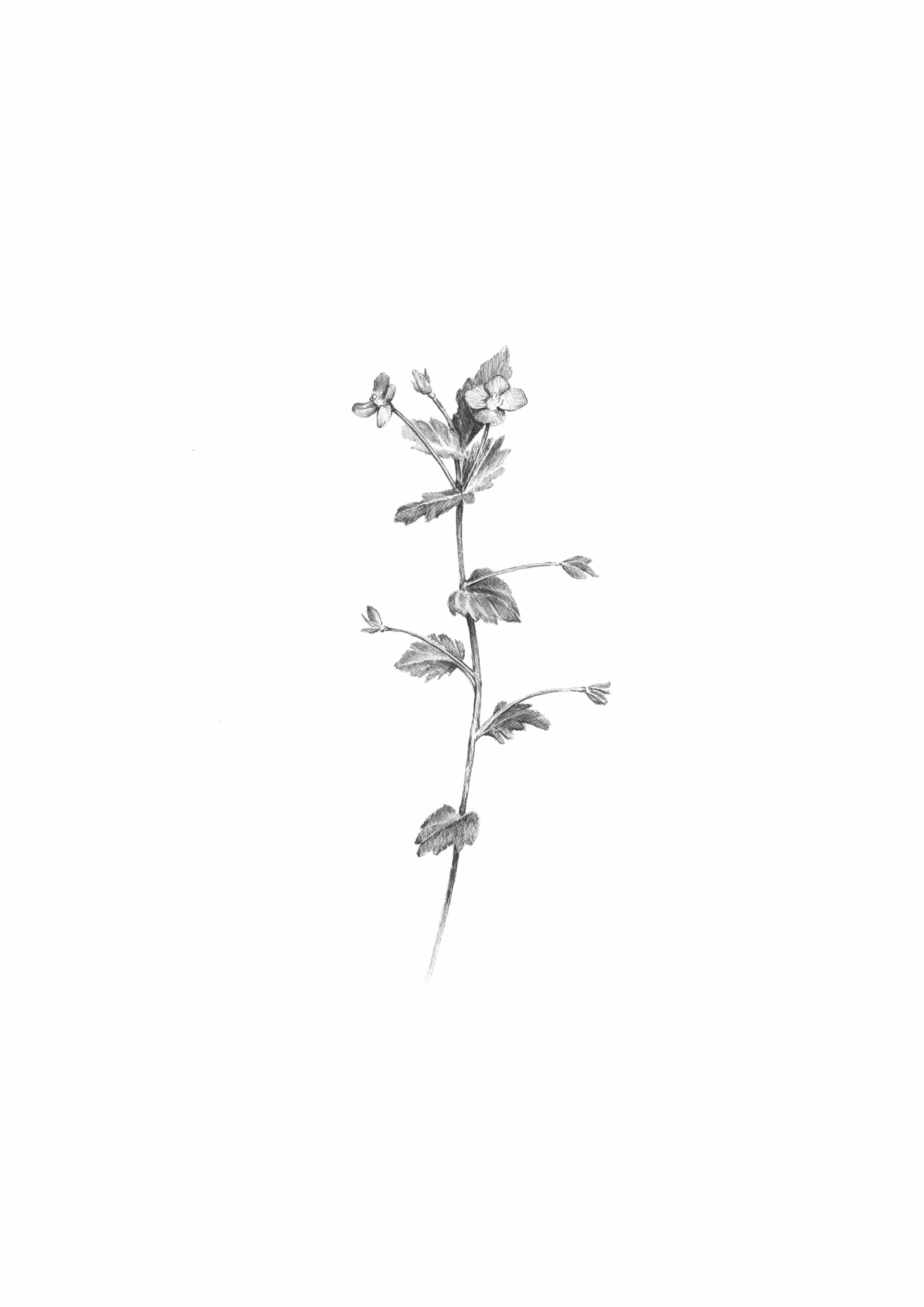 Veronica chamaedrys - The germander speedwell