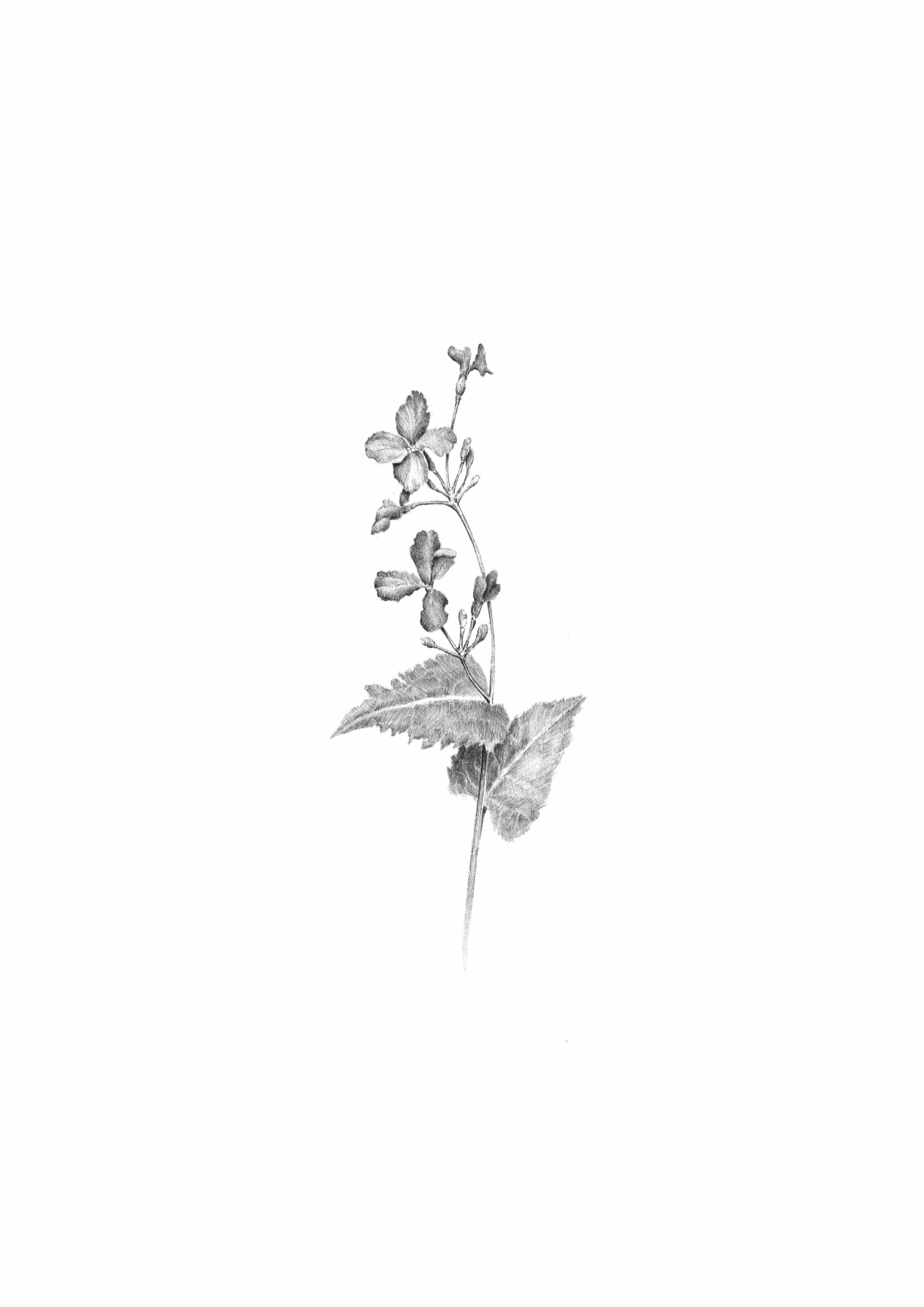 Lunaria annua - The annual honesty