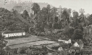 plantation, Atlantic trade, Portugal, Sao Tomé
