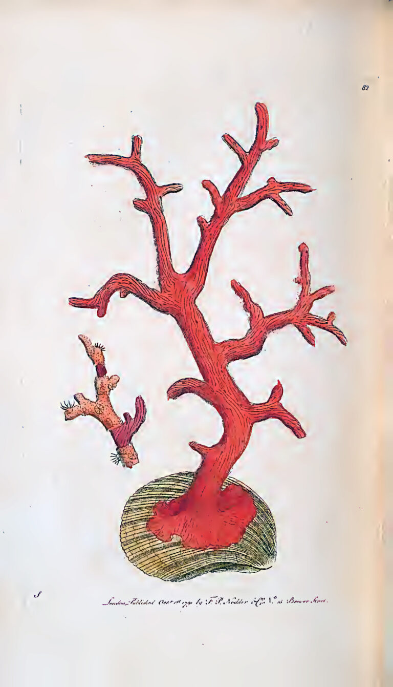 Atlantic slave trade Slave trade transatlantic history slavery colonial products,african slave trade, The Naturalist's Miscellany, Mediterranean red coral, corail rouge de mediterranee