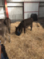 donkeys.jpeg