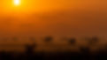 a-sunrise-over-the-game-reserve-tree-silhouettes-2025-04-05-04-45-49-utc.jpg