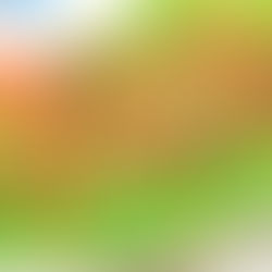 كفته الدجاج وسلطه خضره وعيش شامي