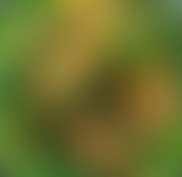 سلطه جبنه حلومي بالجرجير وكراكرز الشوفان