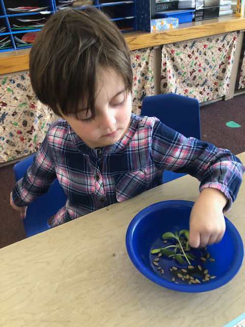 Flat grown Sunflower Sprouts
