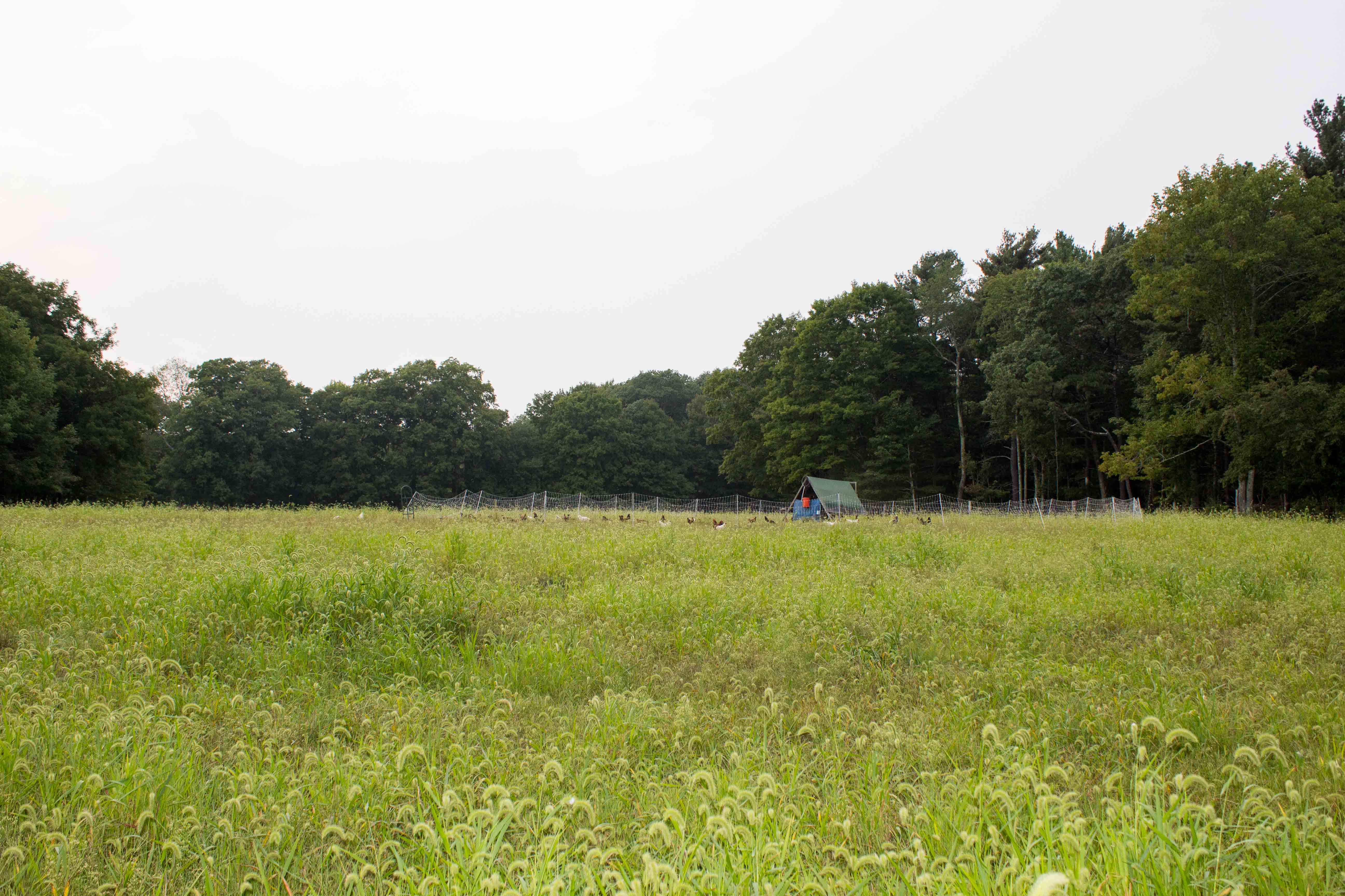 Organic Meat & Eggs Wild Harmony Farm, Exeter, RI