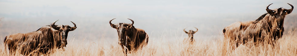 Image_Safari.jpg