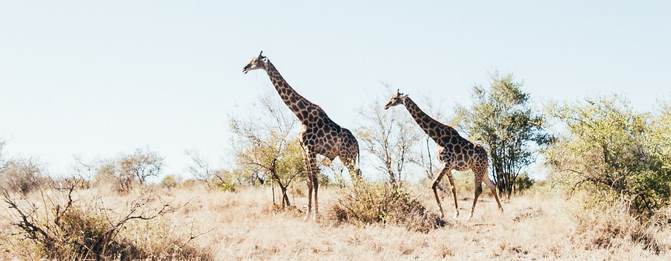 Giraffes 3_edited.jpg
