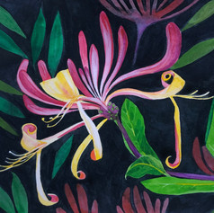 Honeysuckle