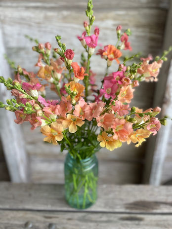 Snapdragons.jpg