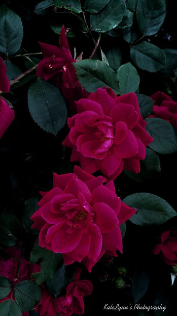 IMG-1218.JPG