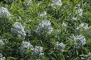 Threadleaf Bluestar.jpeg