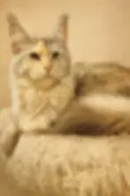 Carlota – pale silver tortie Maine Coon queen reclining gracefully on a beige cushion