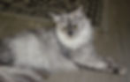 Aurora – high black smoke Maine Coon queen lounging gracefully with soft silver mane