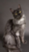 Honey Bee – black smoke Maine Coon queen with dark coat revealing silver undercoat, pale green eyes
