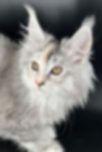 Carlota – pale silver tortie Maine Coon queen with light cream and silver fur